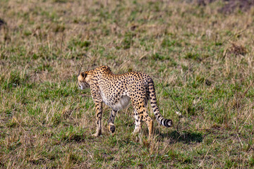 Cheetah in tall grass,  walking away.