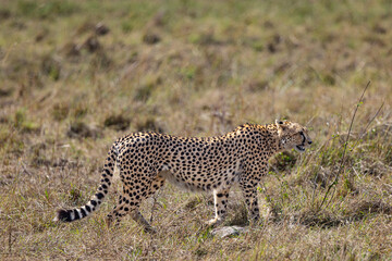 Cheetah in tall grass savanna.