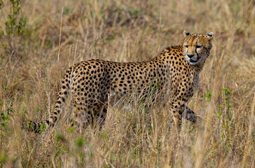 Cheetah hidden in tall dry grass.