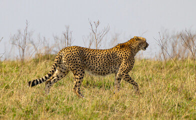 Cheetah in tall grass.  Wild animal.
