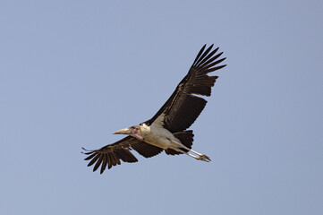 Large bird in flight against a pale sky.