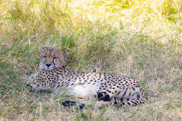 Cheetah resting in tall grass.