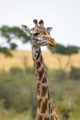 Giraffe portrait in savanna setting.