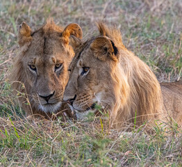 Two lions resting in tall grass.