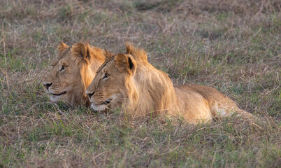 Two lions resting in tall grass.