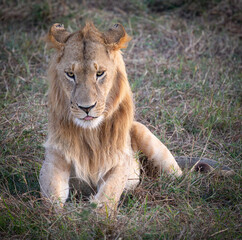 Young lion resting in tall grass.
