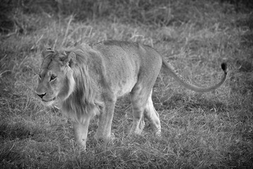 Lion in tall grass, black and white.