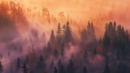 Fototapeta premium Misty Sunrise Over a Coniferous Forest