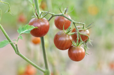 Bunch of cherry tomatoes growing in a greenhouse ready to pick. Organic gardening concept.
