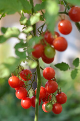 Bunch of ripe red cherry tomatoes on a bush grow in an open garden. Organic farming concept.