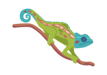 Funny colored chameleon jungle reptilian