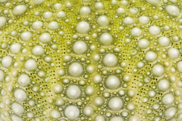 Close-Up of Green Mexican Sea Urchin Shell Patterns