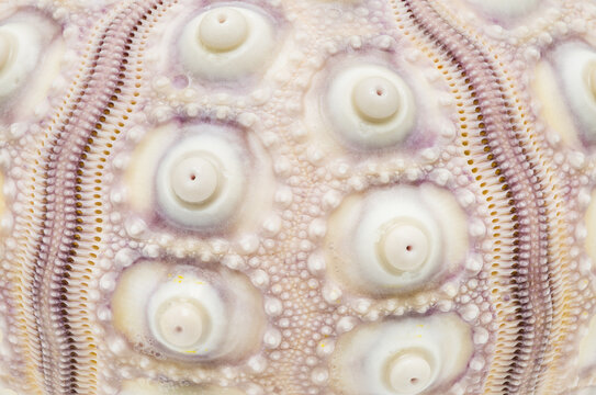 Close-Up of Sputnik Sea Urchin Seashell Surface Texture