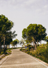 A Serene Pathway that is Beautifully Surrounded by Lush Green Trees and Natures Bounty