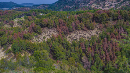 Aerial view of a lush green forest with a diverse array of healthy trees and vitality