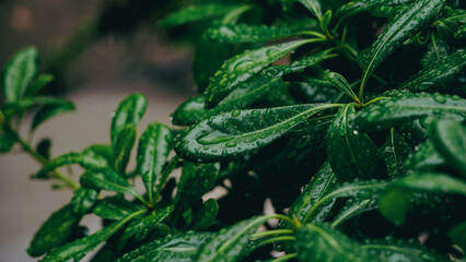 The Lush Green Leaves, adorned with Raindrops, radiate beauty in Natural Lights glow