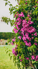 The Vibrant Bougainvillea is Blooming Beautifully in a Lush, Colorful Garden Setting