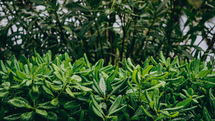 Vibrant green leaves thrive outdoors, creating a serene and beautiful environment