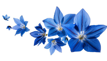 Flying Blue Starflowers Isolated on Transparent Background Cutout