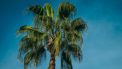 A Lush, Majestic Palm Tree Stands Tall Against a Beautifully Clear and Vibrant Blue Sky Above