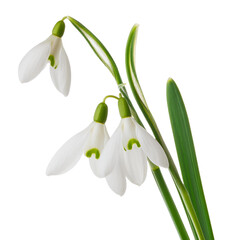 Flying White Snowdrops Isolated on Transparent Background Cutout