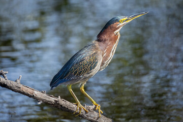Green Heron sitting on a branch by the water at the Merritt Island National Wildlife Refuge in Florida.