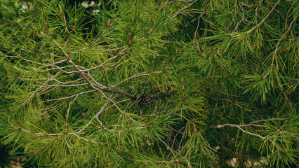 Lush Green Pine Tree Branches in a Beautiful Natural Setting Surrounded by Nature and Life