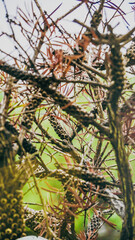 Exploring the Intricate Patterns of Nature Beautiful Branches and Foliage All Around