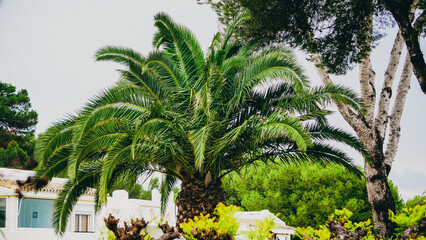 Lush Palm Trees Flourishing Vibrantly in a Beautifully Designed Tropical Landscape Oasis
