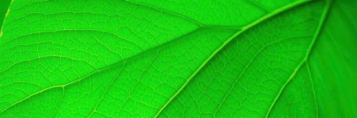 Beautiful vibrant green leaf with a soft, organic pattern resembling the veins of the leaf, organic, fresh, natural