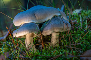 Pilze im Wald