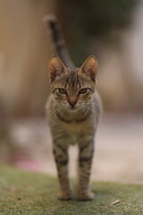 Portrait of a Cat Looking Directly at the Camera