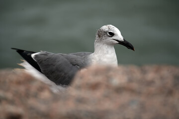 Seagull on ht eJetty Texas Gulf Coast