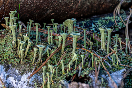 Pilze an einer Birke