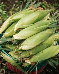 A basket overflowing with freshly picked green corn cobs, still attached to their husks and leaves. The vibrant green hues contrast against the dark earth.