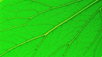 Vibrant green leaf with soft, intricate texture pattern, foliage, plant, nature