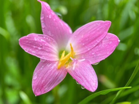 macro photo of rain lilies Zephiranthes minuta flower with a smooth green background