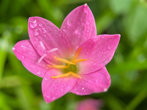 macro photo of rain lilies Zephiranthes minuta flower with a smooth green background