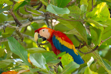 Macaw Eating
