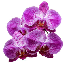 Fototapeta premium Flying Purple Orchids Isolated on Transparent Background Cutout