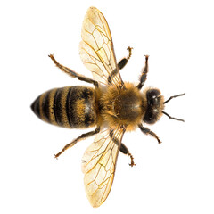 bee or honeybee in Latin Apis Mellifera on white