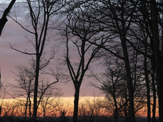 winter sunset behind silhouetted trees