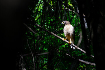 roadside hawk (Rupornis magnirostris) in the woods in a nature reserve, Buenos Aires, Argentina