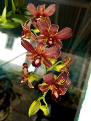 Dendrobium orchid flowers are dark red with green gradients.
