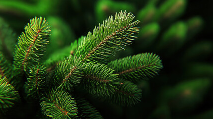Close-Up of Green Pine Christmas Tree