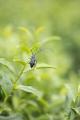 葉に止まるゴマダラカミキリ