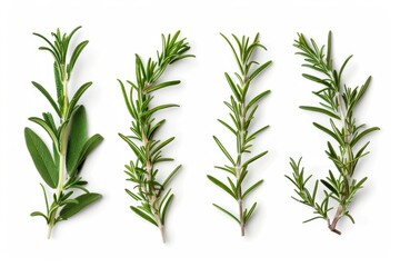 Fototapeta premium Fresh organic rosemary and pepper isolated on white background with transparent shadow Ingredients for cooking design collection