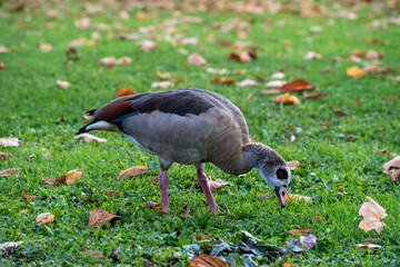 Beautiful Nile Goose macro