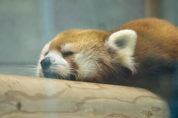 眠るレッサーパンダ
