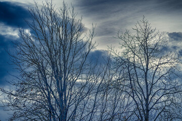 Obraz premium Skeleton of a tree on a pale sky